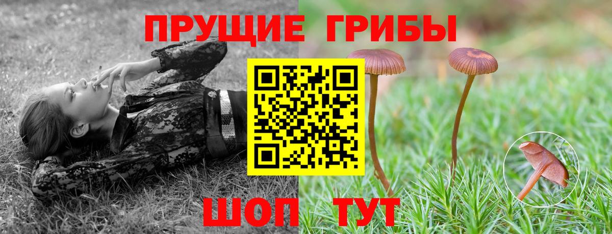 Псилоцибиновые грибы Psilocybine cubensis Рыбинск